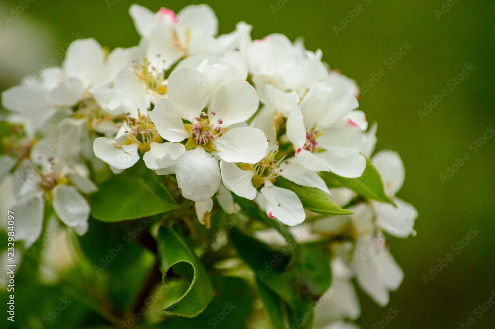 Fototapeta premium beautiful flowering plants in spring