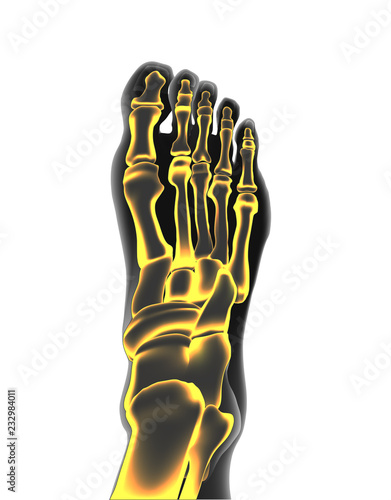 Bones the of foot
