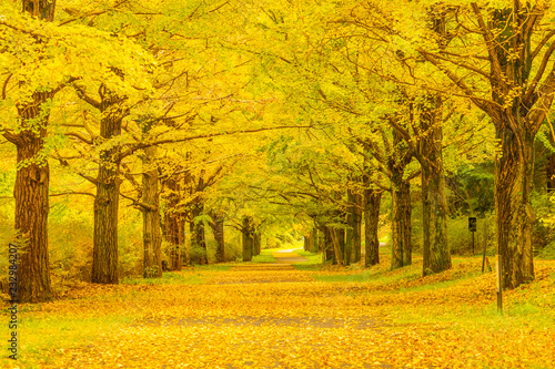 Tunnel of ginkgo trees