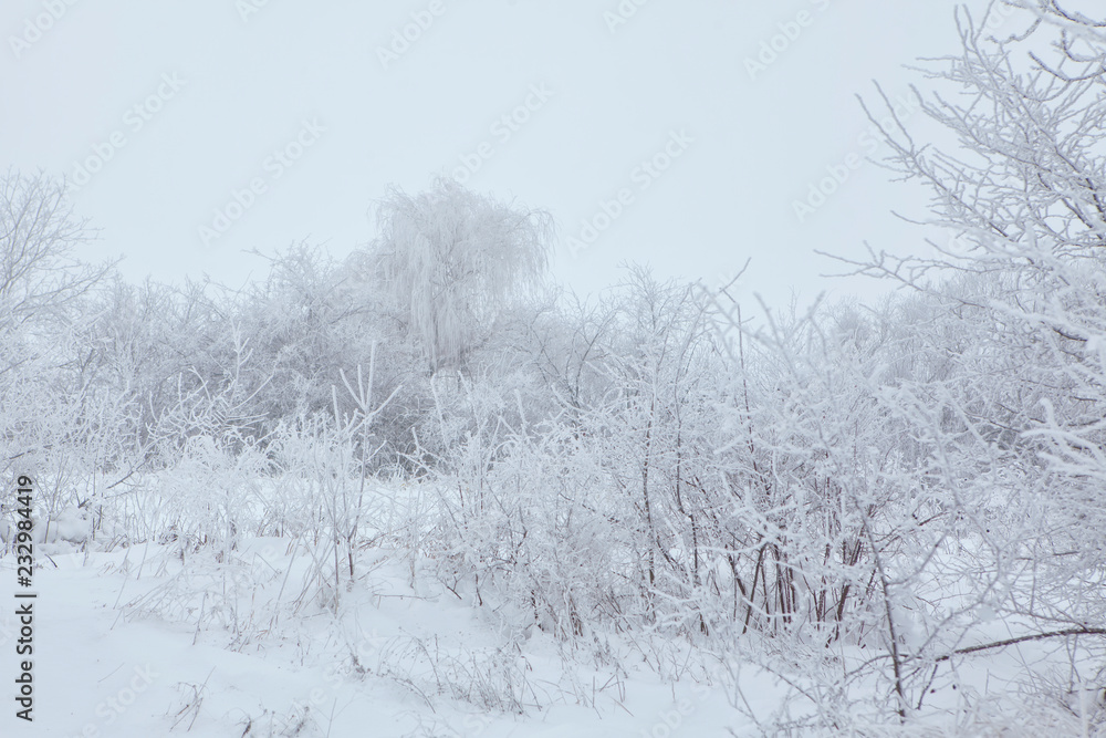 trees covered by snow trees covered by snow