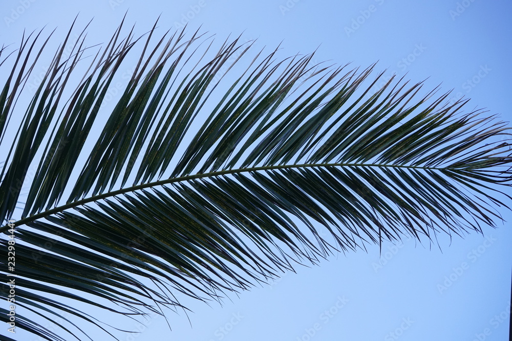 Obraz premium palma e cielo 