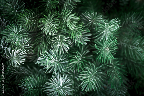 Merry Christmas and happy New year. The texture of fir tree branches. Background with copy space. Selective focus. Christmas background. © Anna