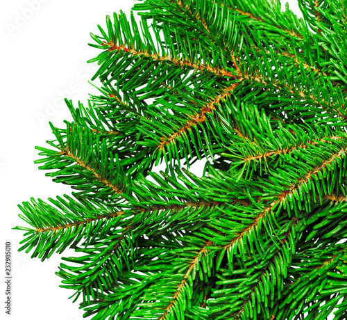 Fir branch isolated on white background © fotofabrika