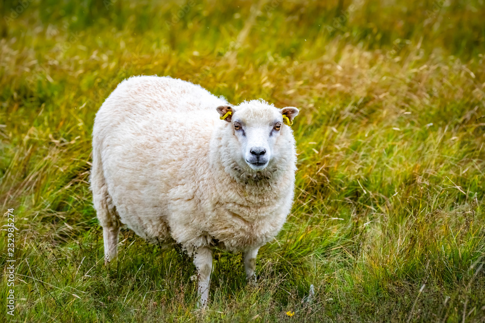 Shetland sheep at Shetland Islands Shetland sheep at Shetland Islands