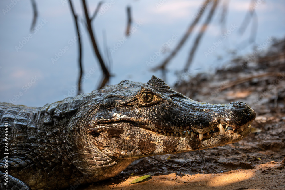 Fototapeta premium Yacare caiman