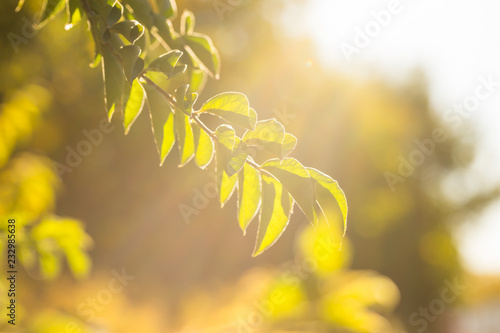 Morning leaves and beautiful light