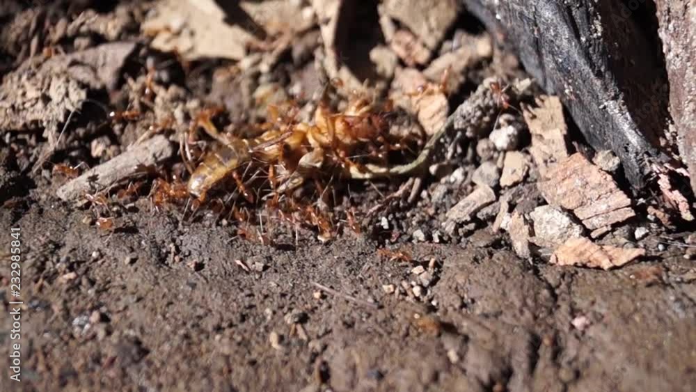 Army of red ants carry their prey. Army of red ants carry their prey.
