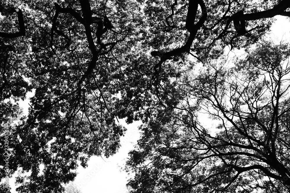 Naklejka premium Tree branch silhouette against white background.