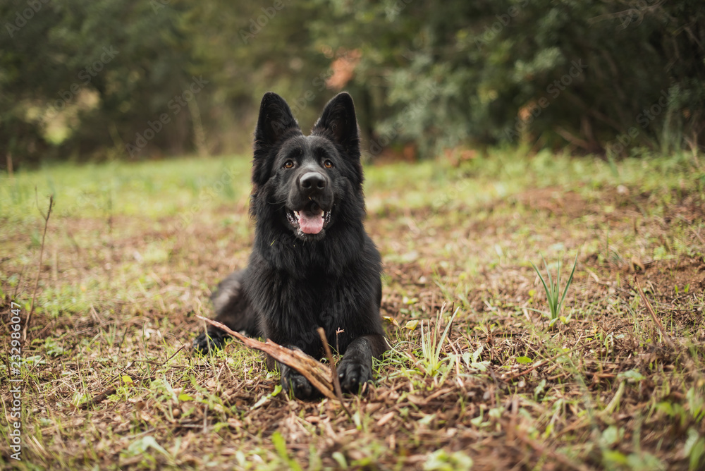 Black german shepherd dog in autumn forest, selective focus Black german shepherd dog in autumn forest, selective focus