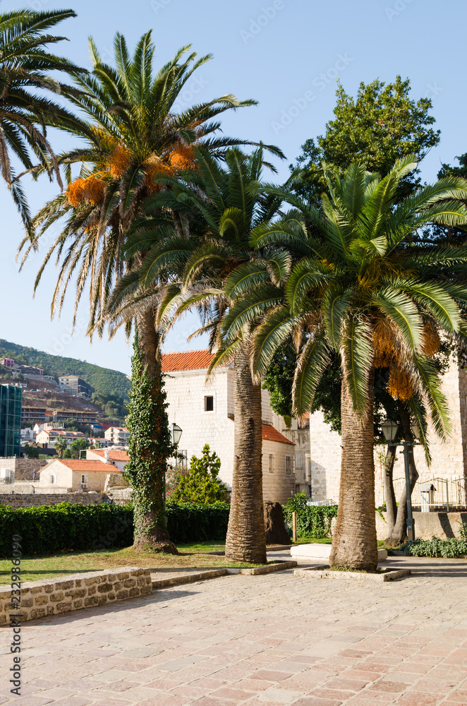 Palm trees on the background of the old town buildings with red tiled roof. Palm trees on the background of the old town buildings with red tiled roof.