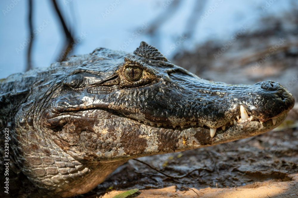 Obraz premium Yacare caiman