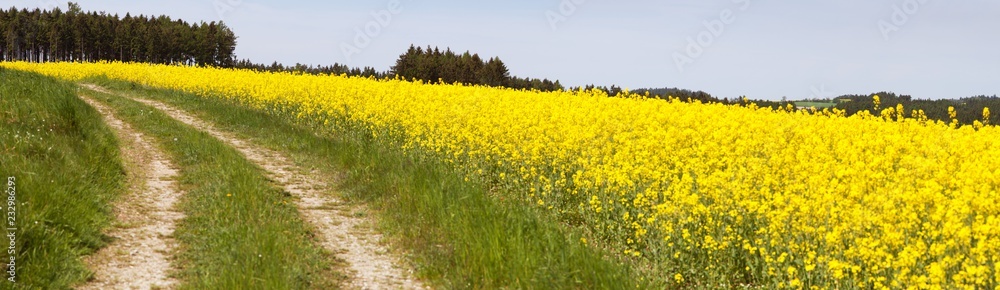 rapeseed canola or colza field brassica napus rapeseed canola or colza field brassica napus