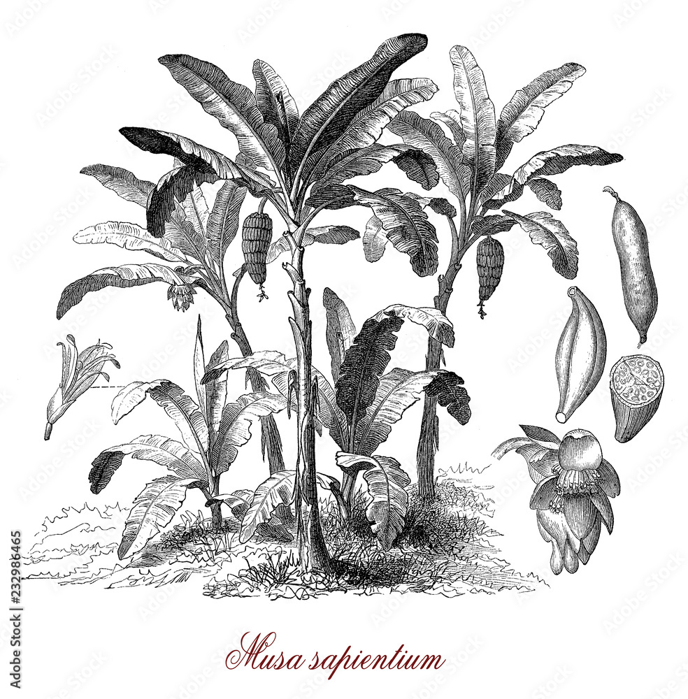 Banana plant is a flowering plant, which produced edible berries in