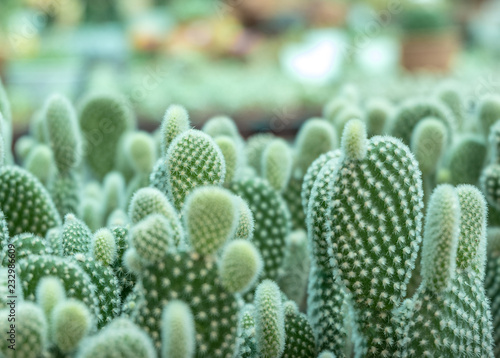 Close up group of green cactus background