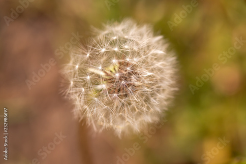 Dandelion in field. Closeup