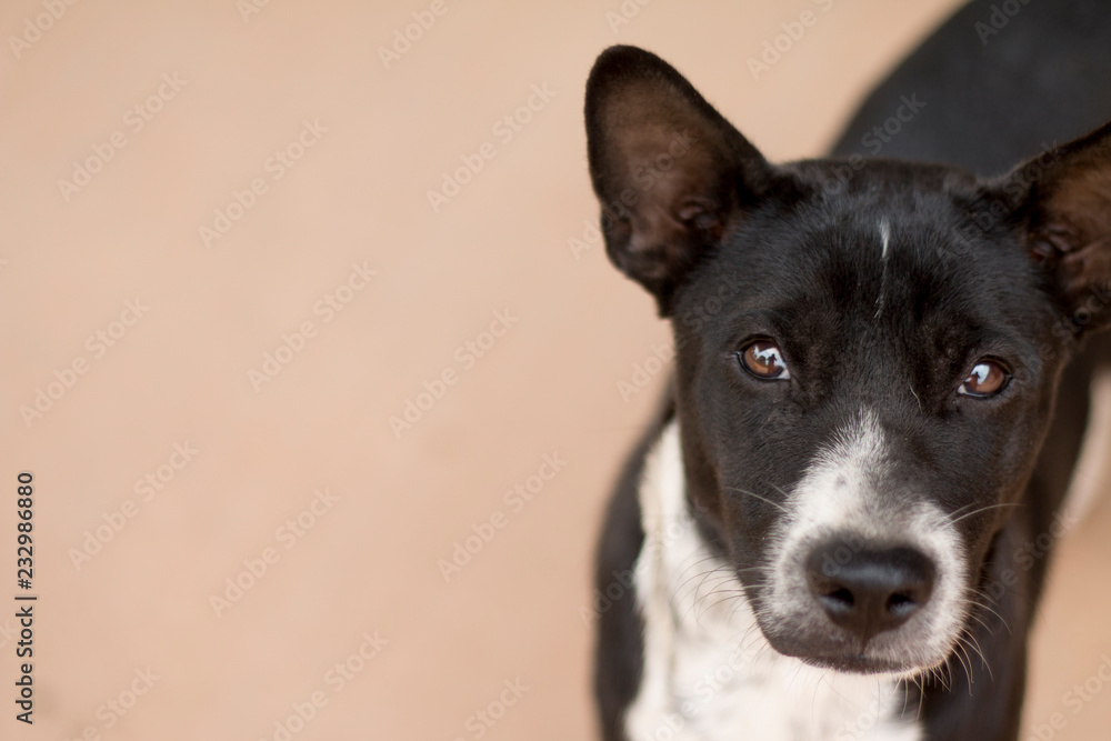 Closeup of dog