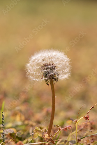 Dandelion in field. Closeup
