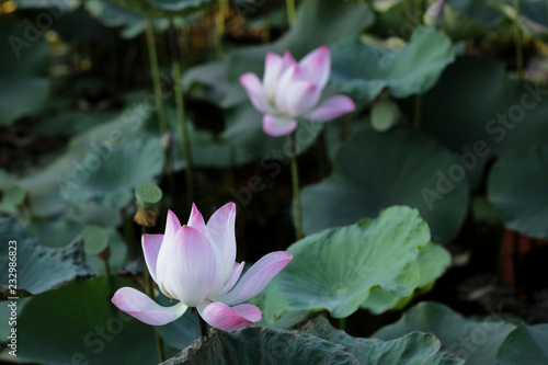 Lotus  Flower  in pond