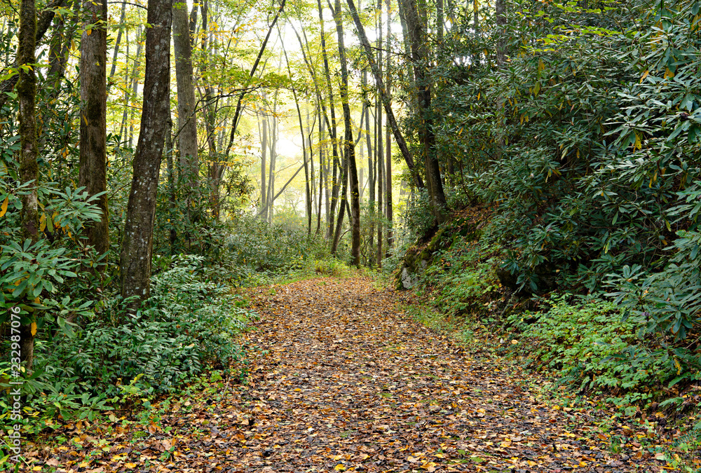 Autumn Trail In The Forest Autumn Trail In The Forest