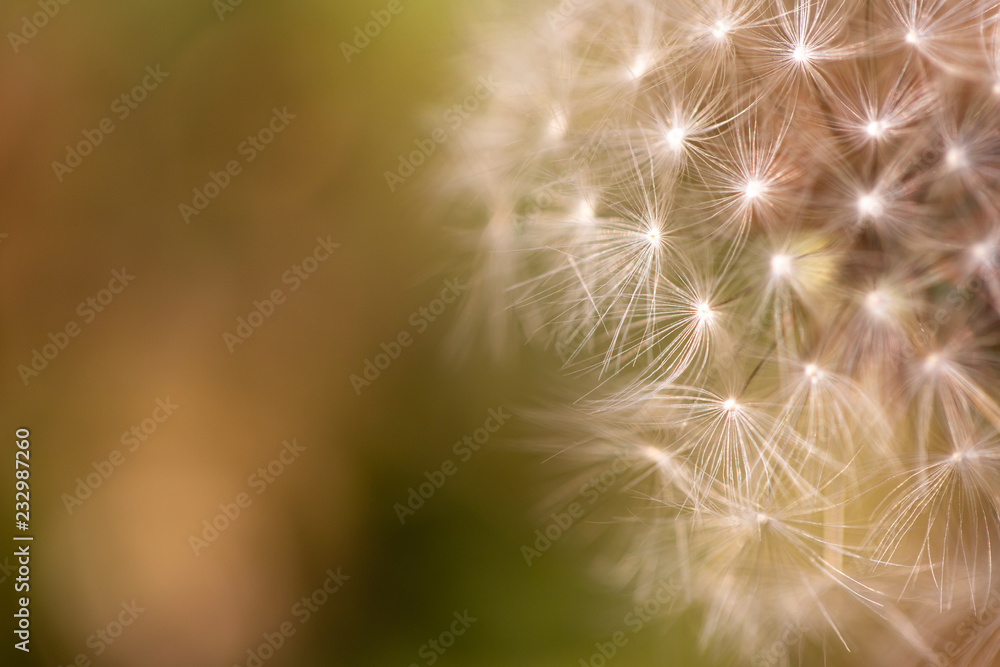 Close up of a dandelion. Dandelion macro Close up of a dandelion. Dandelion macro