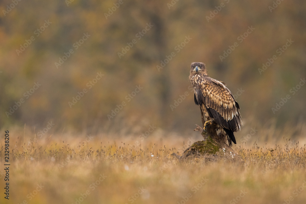 Birds of prey - white-tailed eagle in flight (Haliaeetus albicilla) Birds of prey - white-tailed eagle in flight (Haliaeetus albicilla)