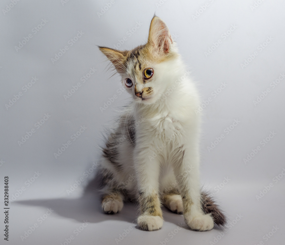 white yellow-eyed spotted kitten sits on a light background  loo