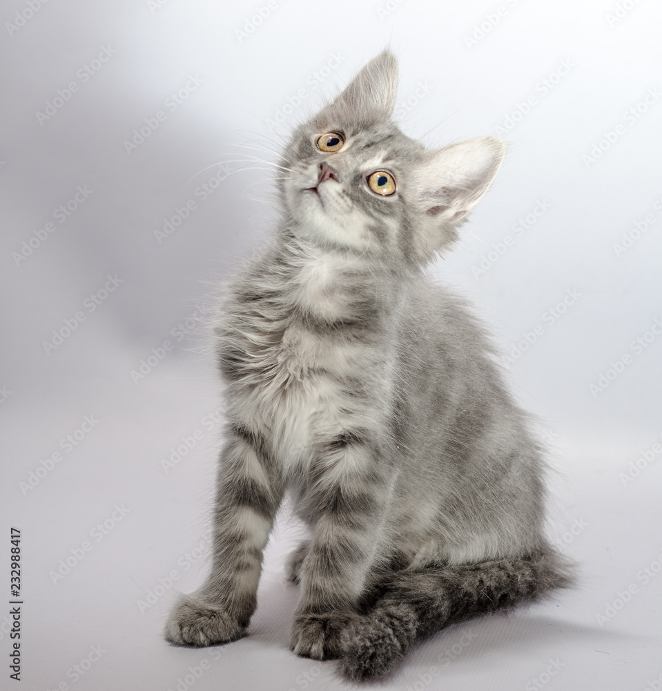 Light grey deals kitten