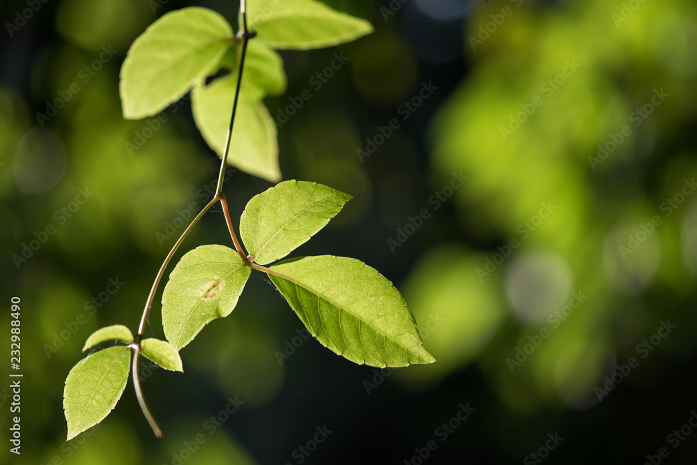 Green hanging leaves with bokeh background Green hanging leaves with bokeh background