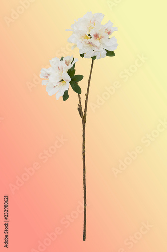 White flowers on colored background