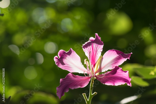 Purple orchid flower with greenery background photo