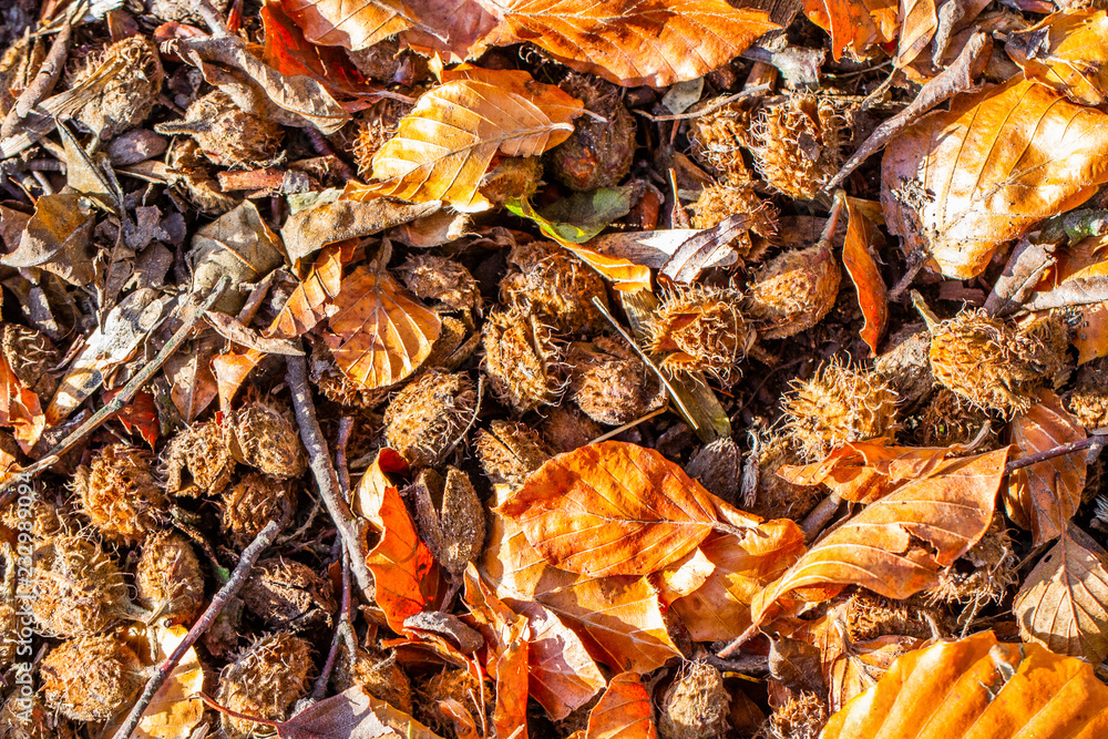forest floor of beech nuts and leaves in autumn