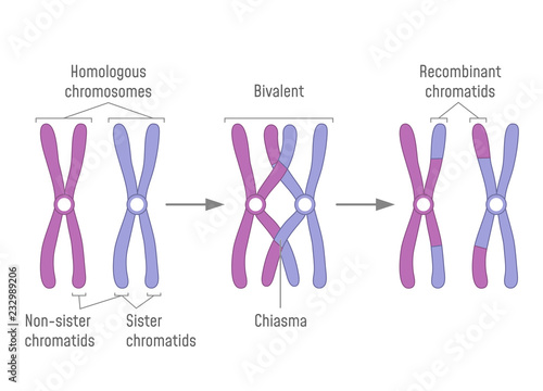 Duplicated Homologous Chromosomes Pair and Crossing-over