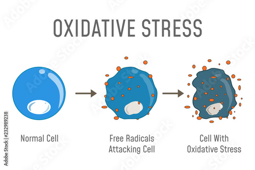Oxidative Stress Diagram photo