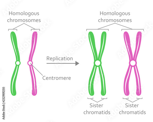 Pair of Homologous Chromosomes