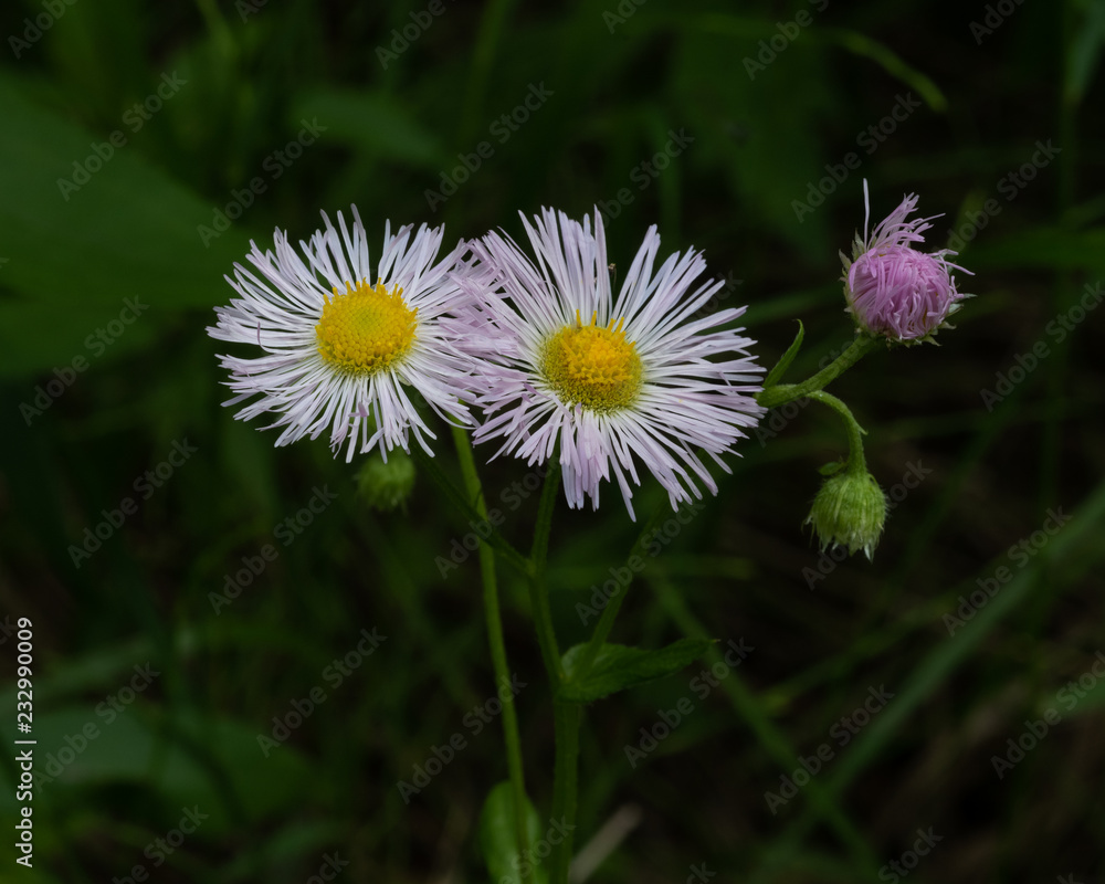 Aster wildflowers in a natural setting showing yellow and purple colors Aster wildflowers in a natural setting showing yellow and purple colors