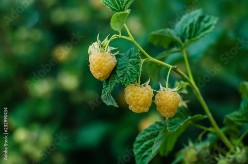  ripe yellow raspberries