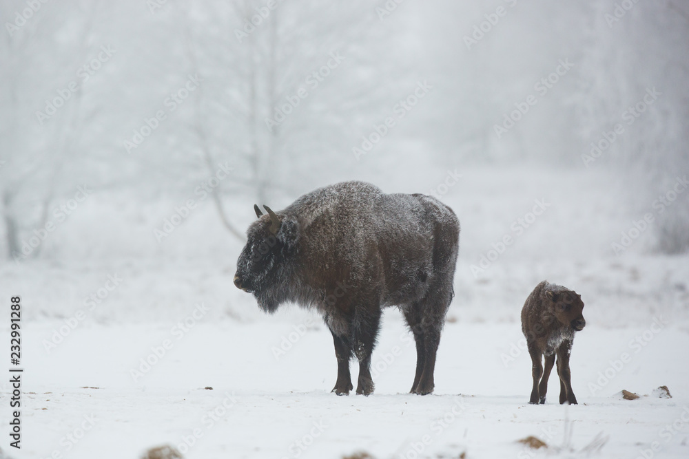 European bison - Bison bonasus in the Knyszyn Forest (Poland) European bison - Bison bonasus in the Knyszyn Forest (Poland)