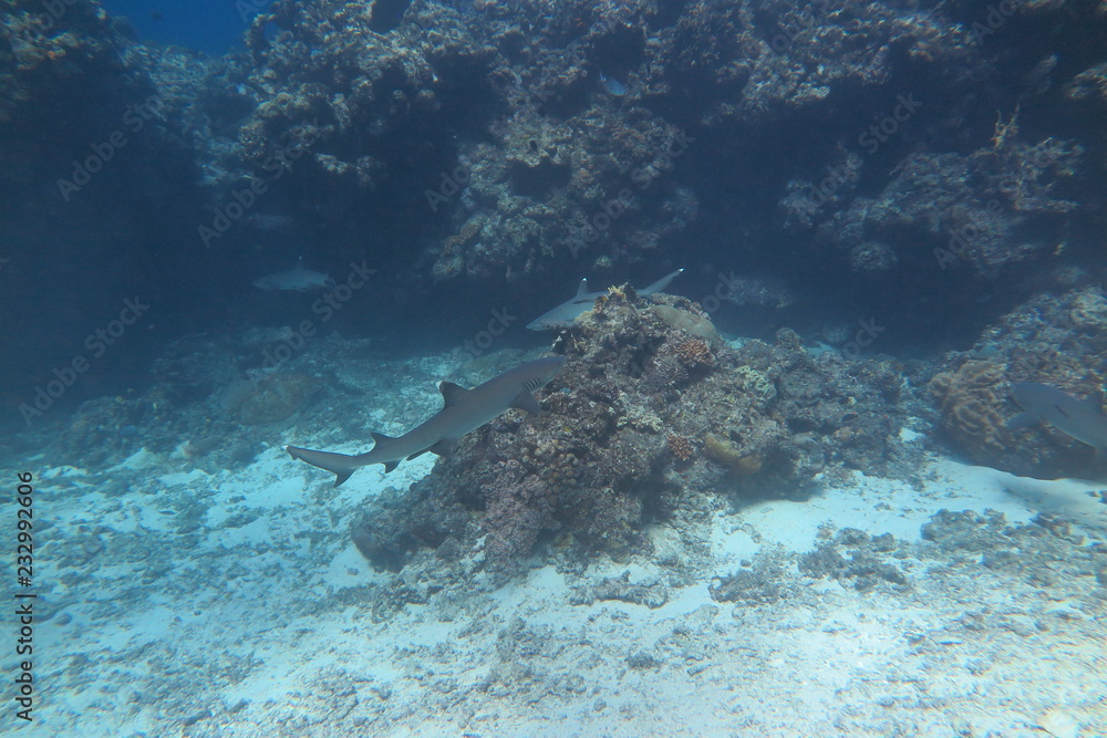 Fototapeta premium Favolose Fiji