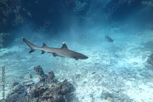 Wallpaper Mural Favolose Fiji Torontodigital.ca