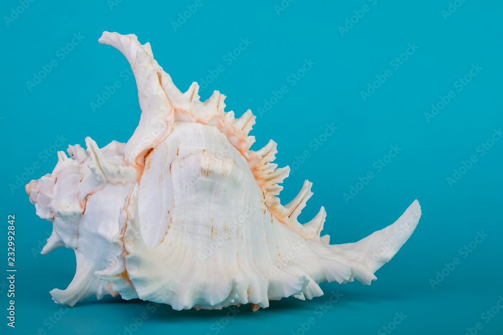 Big cockleshell on a blue background.Beautiful sea shell. Big cockleshell on a blue background.Beautiful sea shell.
