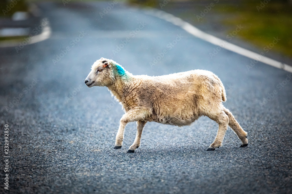 Obraz premium Shetland sheep at Shetland Islands