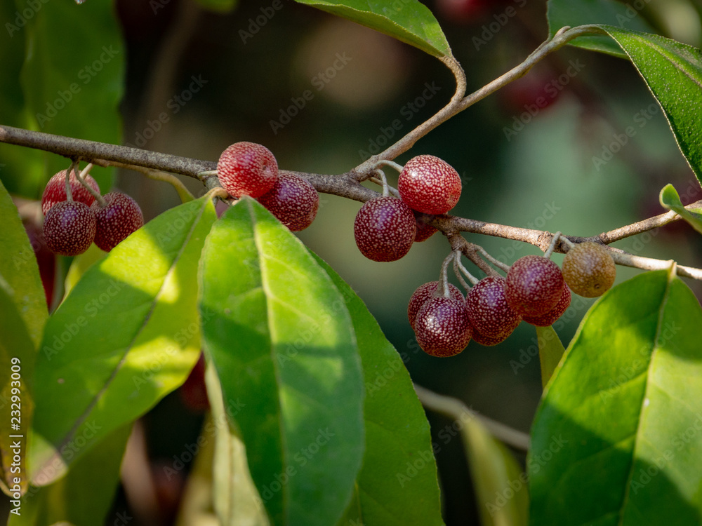 Red fruits of Elaeagnus umbellata against a blurry background of green foliage of a tree or bush. Nature concept for design Red fruits of Elaeagnus umbellata against a blurry background of green foliage of a tree or bush. Nature concept for design