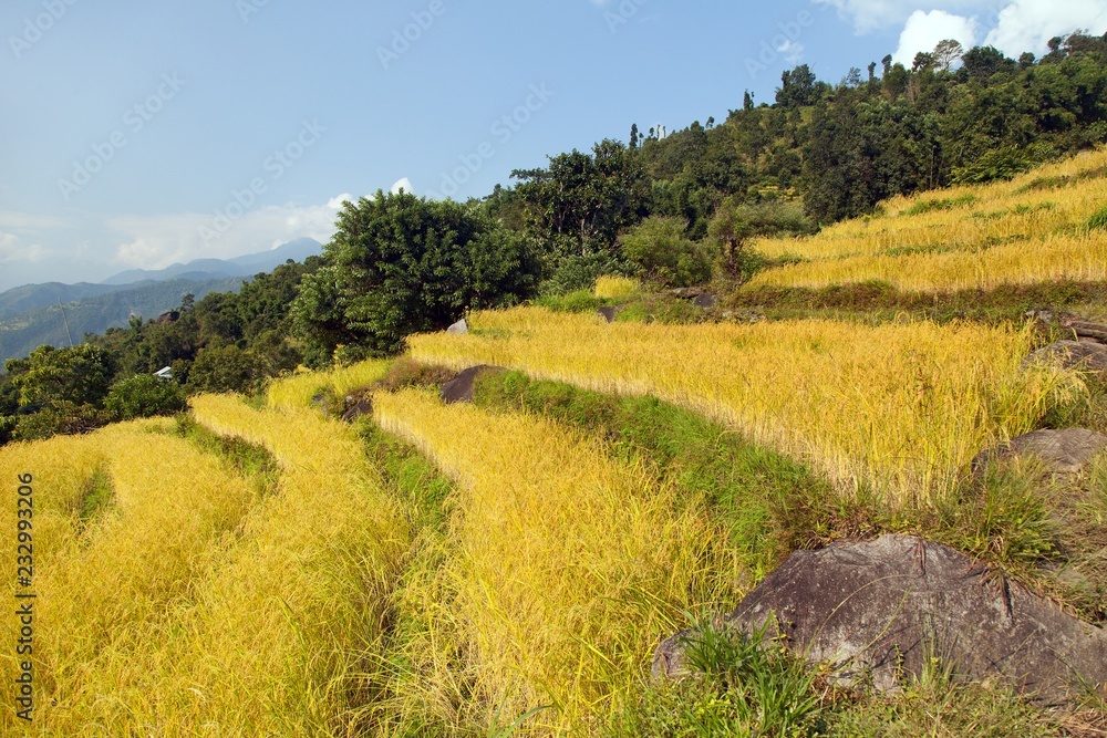 terraces of rice or paddy fields in Nepal Himalayas