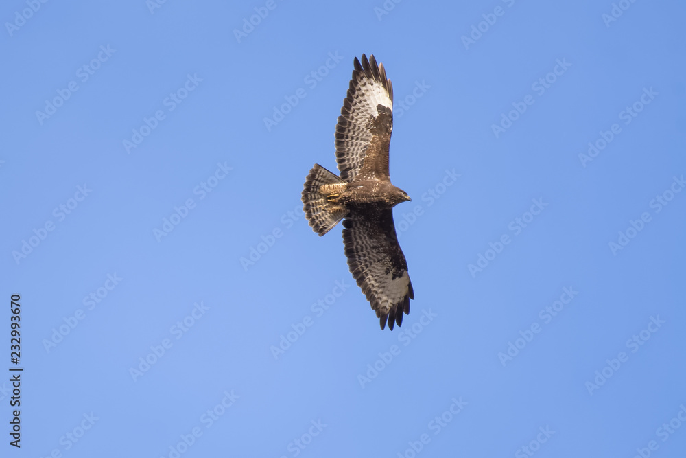 Fototapeta premium European buzzard flying in front of a blue sky