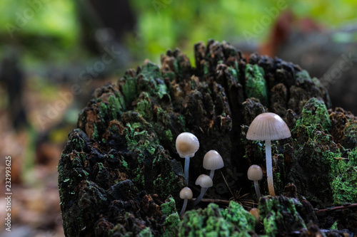 Mushrooms in a chestnut forest. photo