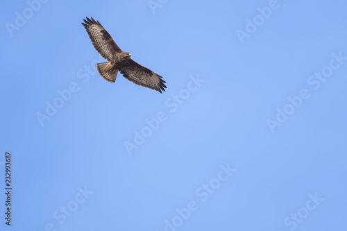 European buzzard flying in front of a blue sky