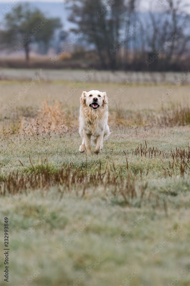 Female Golden Retriever running in a field Female Golden Retriever running in a field