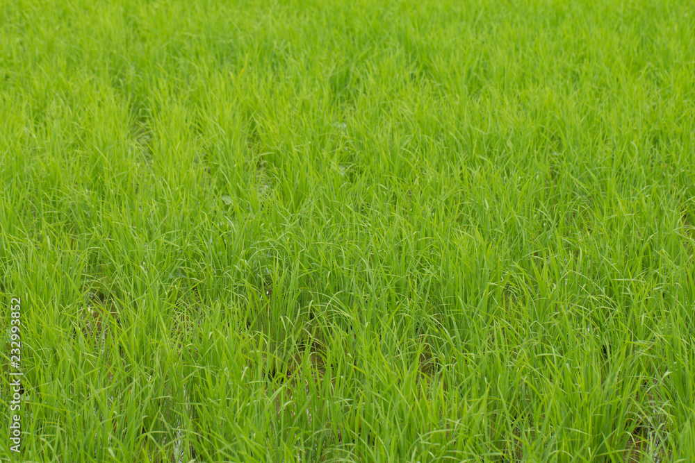 Paddy field on autumn Paddy field on autumn