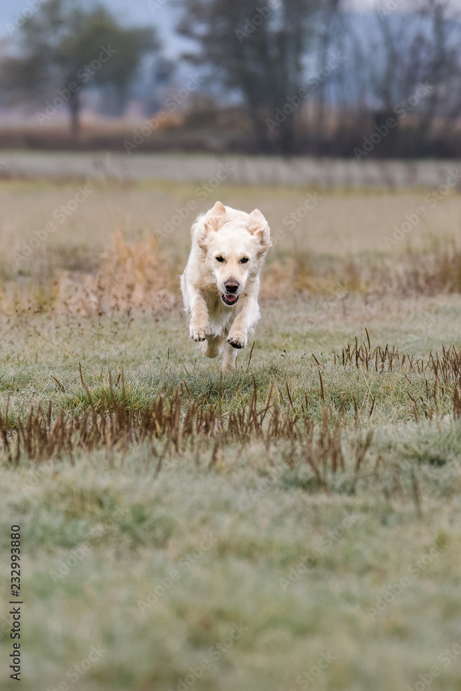 Obraz premium Female Golden Retriever running in a field