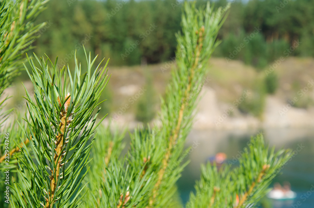 green pine branches on lake in mountains green pine branches on lake in mountains
